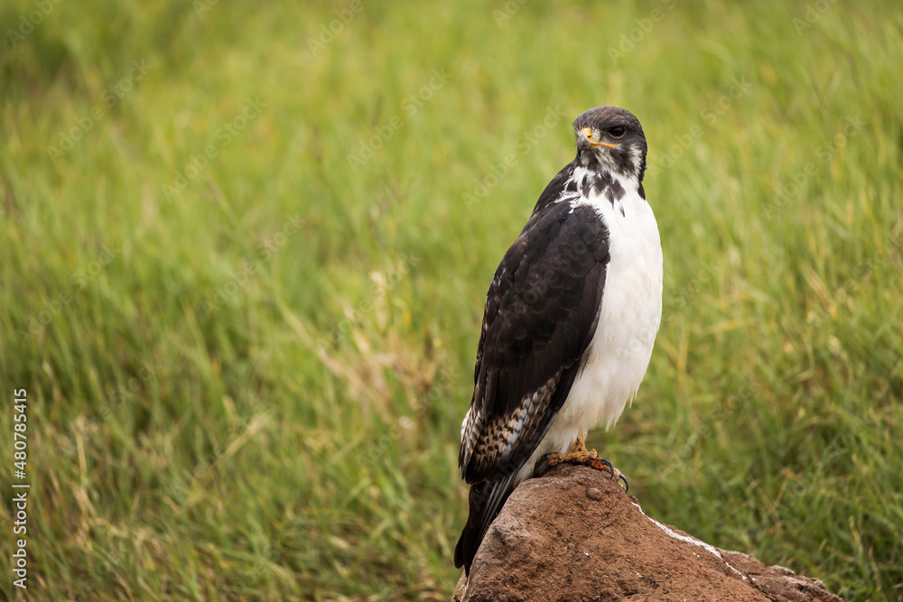 Fototapeta premium Young hawk resting during safari in Ngorongoro National Park, Tanzania. Green grass and yellow flowers around it. Wild nature of Africa.