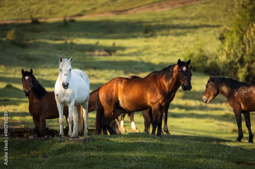 Beautiful horses on a green landscape. Comanesti  Romania.