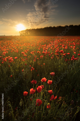 Beautiful red field landscape full of opium poppy during sunrise. © danmir12
