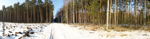 Panorama z polskiego lasu photo
