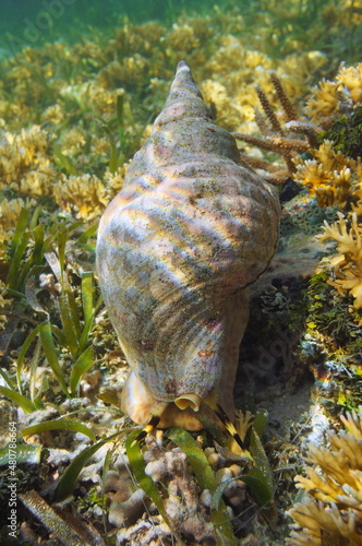 Fotografie Atlantic triton trumpet sea snail with its shell, Charonia variegata, underwater