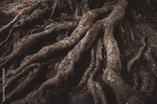 Foto spreading large ancient time tree root