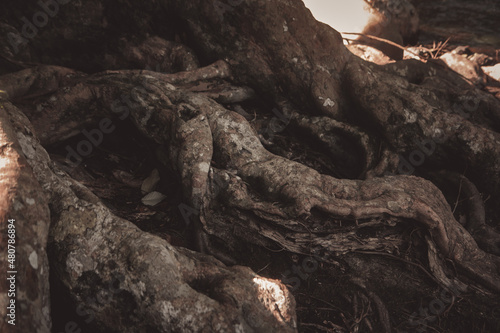 spreading large ancient time tree root