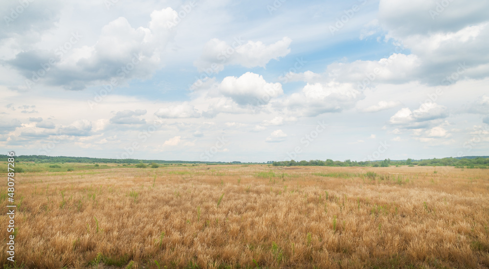 Panoramic photo of a summer meadow.
