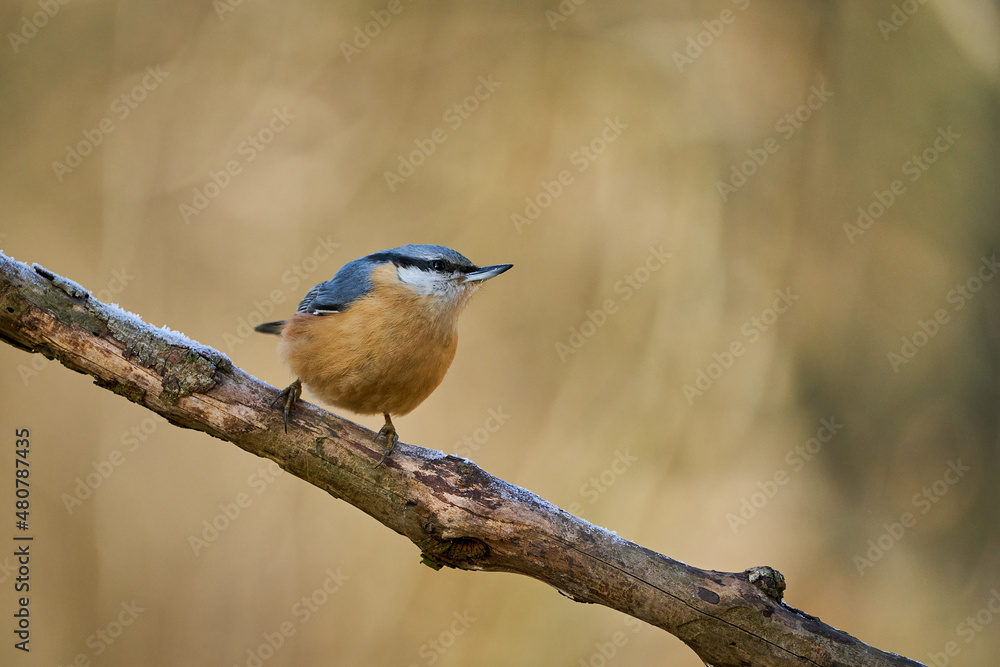 Eurasian Nuthatch (Sitta europaea) sitting on the tree trunk Eurasian Nuthatch (Sitta europaea) sitting on the tree trunk