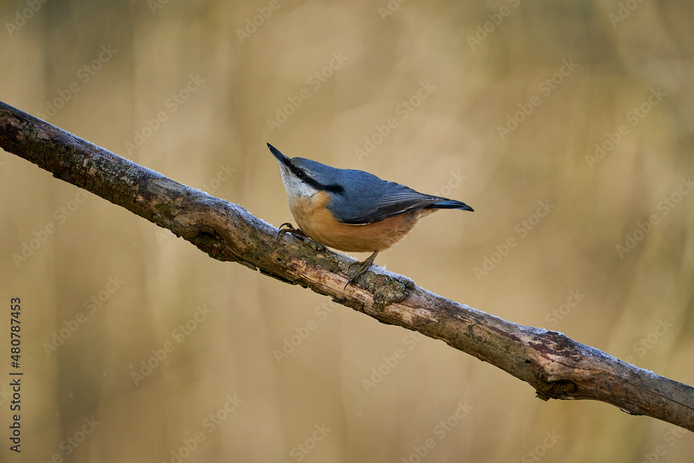 Eurasian Nuthatch (Sitta europaea) sitting on the tree trunk Eurasian Nuthatch (Sitta europaea) sitting on the tree trunk