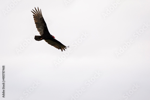 Eagles of Vinales flying over valley in a cloud weather  Cuba