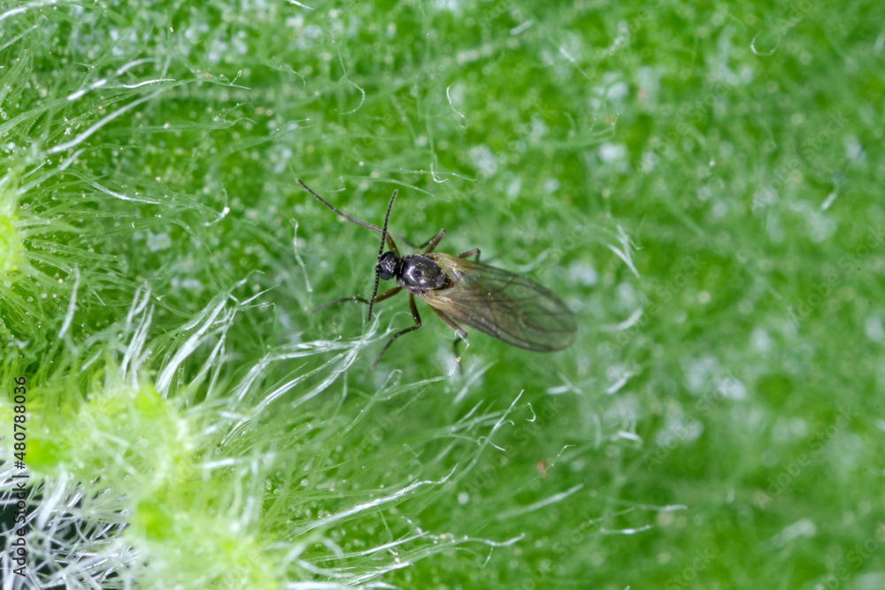 Sciaridae fungus gnat fly. This is a common pest in flower pots at home. - obrazy, fototapety, plakaty 