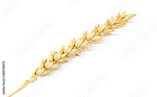 Golden wheat on a white background. Close up of ripe ears of wheat.