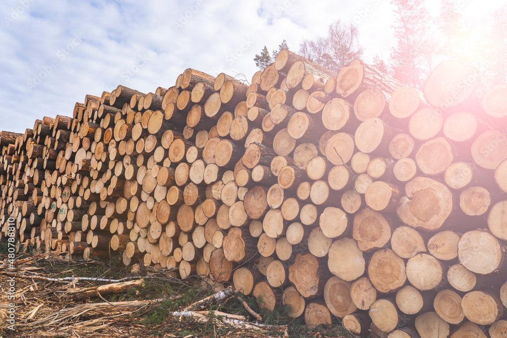 Woodpile fresh cut pine logs at sawmill factory. Big stack of tree trunks at wood production lumber mill. Processing timber material at wood construction warehouse. Chopped firewood stumps. Forestry Woodpile fresh cut pine logs at sawmill factory. Big stack of tree trunks at wood production lumber mill. Processing timber material at wood construction warehouse. Chopped firewood stumps. Forestry