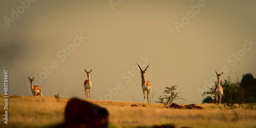 family of deers