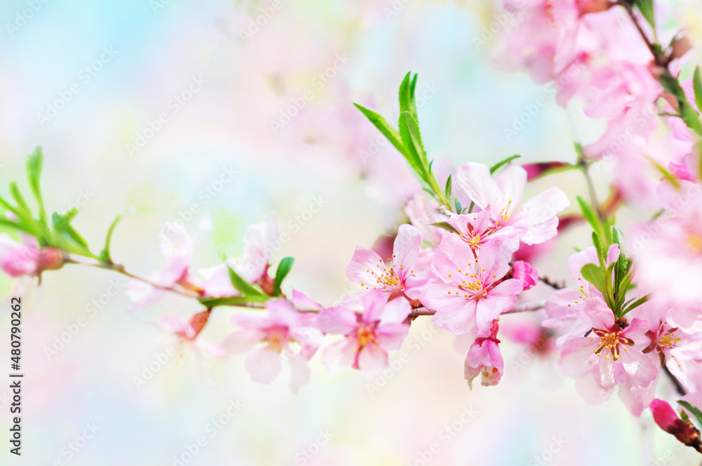 Spring blossom, springtime pink flowers bloom, pastel and soft floral card, selective focus, shallow DOF, toned Spring blossom, springtime pink flowers bloom, pastel and soft floral card, selective focus, shallow DOF, toned