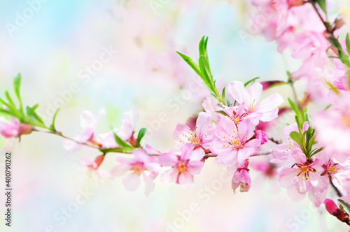 Spring blossom, springtime pink flowers bloom, pastel and soft floral card, selective focus, shallow DOF, toned