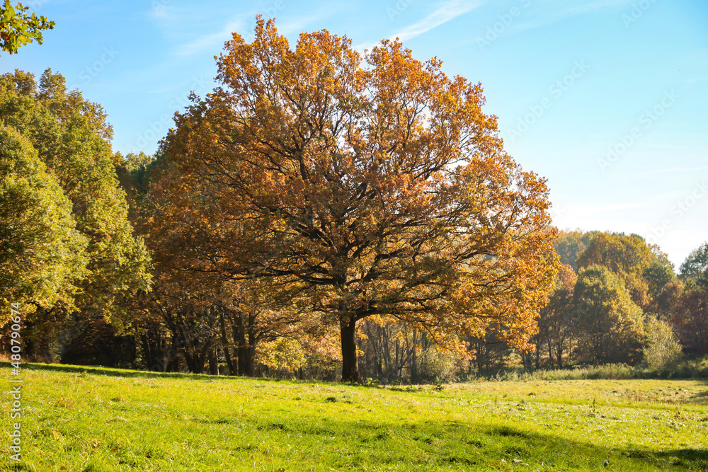 Herbstliche Landschaft mit herbstlich bunt gefärbte Bäume, Indian Summer.
