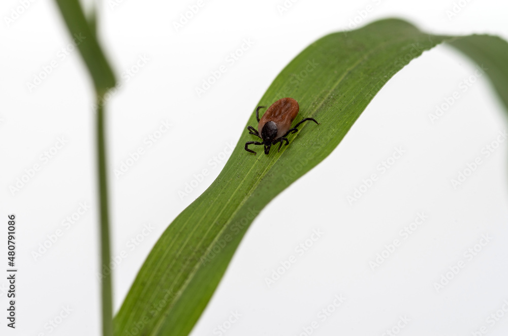 A predatory (parasitic) tick creeps on a blade of grass. Selective focus. . A predatory (parasitic) tick creeps on a blade of grass. Selective focus. .