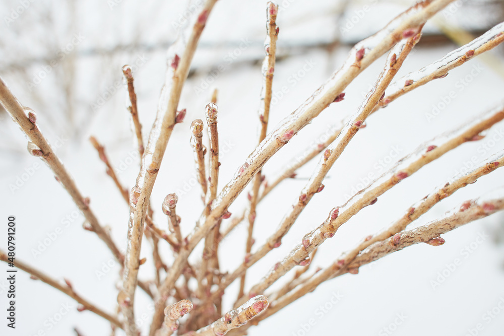 Branches of a deciduous grass, bushes covered with ice crust after freezing rain, fragment, background Branches of a deciduous grass, bushes covered with ice crust after freezing rain, fragment, background