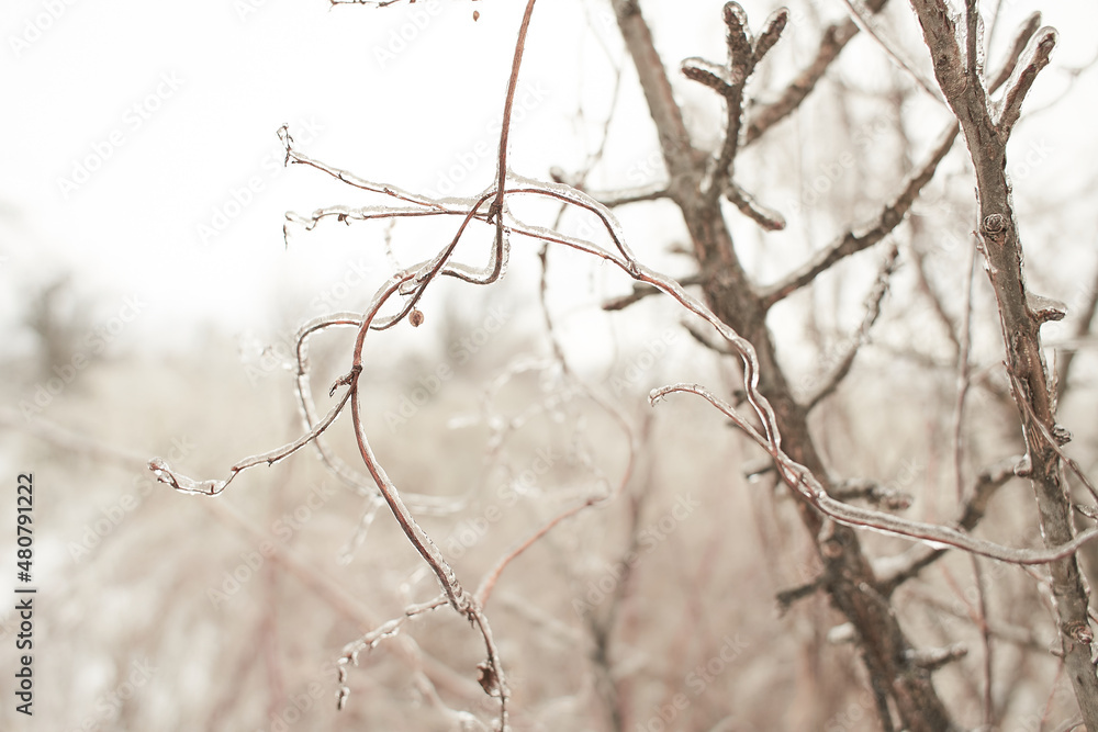 Branches of a deciduous grass, bushes covered with ice crust after freezing rain, fragment, background Branches of a deciduous grass, bushes covered with ice crust after freezing rain, fragment, background