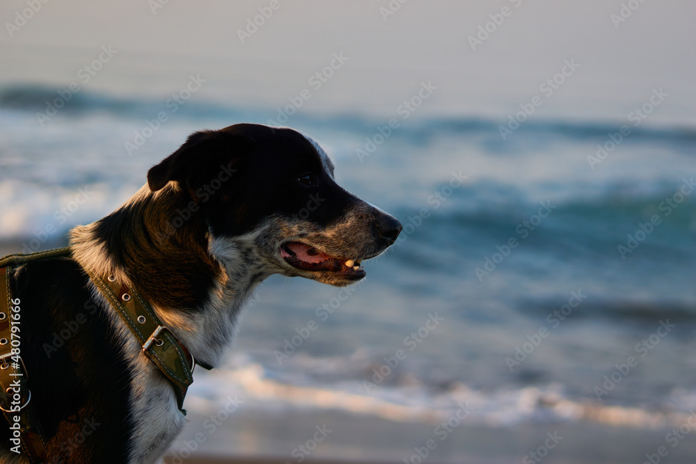 Perro en la playa con su dueño Perro en la playa con su dueño