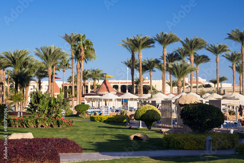 Large palm trees on the hotel alley on a warm sunny day. Rest by the sea. Egypt. © Лариса Люндовская