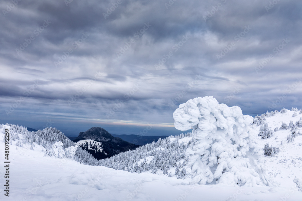 Beautiful landscape of winter seasons with firs full of snow. Mount Ciucas in Romania.