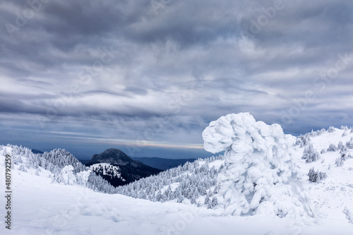 Wallpaper Mural Beautiful landscape of winter seasons with firs full of snow. Mount Ciucas in Romania. Torontodigital.ca