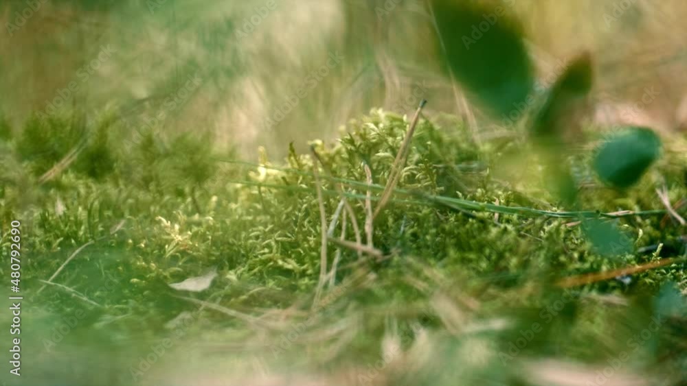 Green moss growing forest in meditative summer meadow. Spring field grass. Green moss growing forest in meditative summer meadow. Spring field grass.