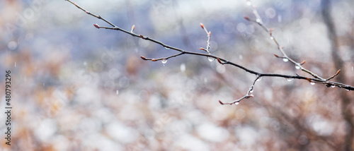 Fotografie Raindrops on a bare branch in the spring during the melting snow