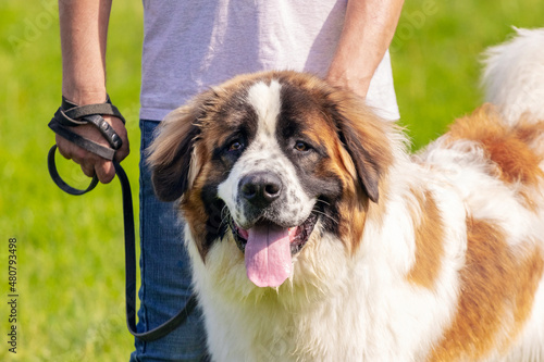 Dog breed moscow watchdog near his master on a leash
