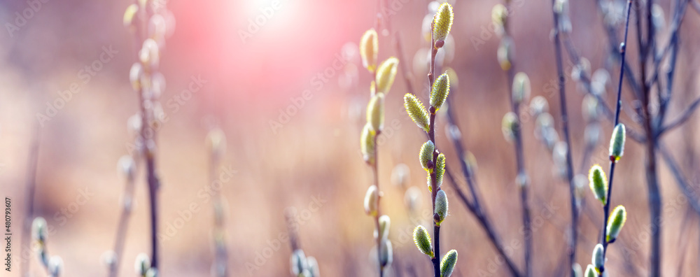 Willow branch with catkins in the forest on a blurred background in sunny weather at sunset, willow - Easter symbol - obrazy, fototapety, plakaty 
