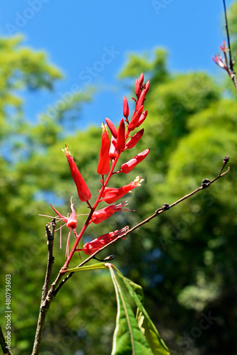 Stave-wood, Sironum wood or Bitter-wood flowers (Quassia amara), medicinal plant photo