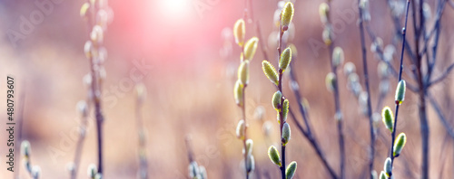 Willow branch with catkins in the forest on a blurred background in sunny weather at sunset, willow - Easter symbol