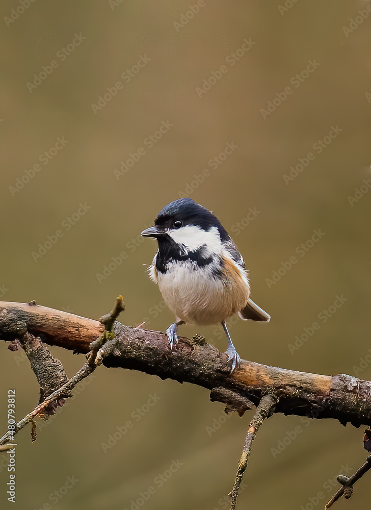 Obraz premium Coal tit
