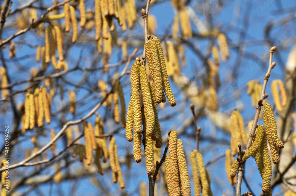 Naklejka premium In the spring, hazel (Corylus avellana) blooms in the forest