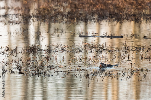 A bucktoothed beaver swimming across a golden pond. photo