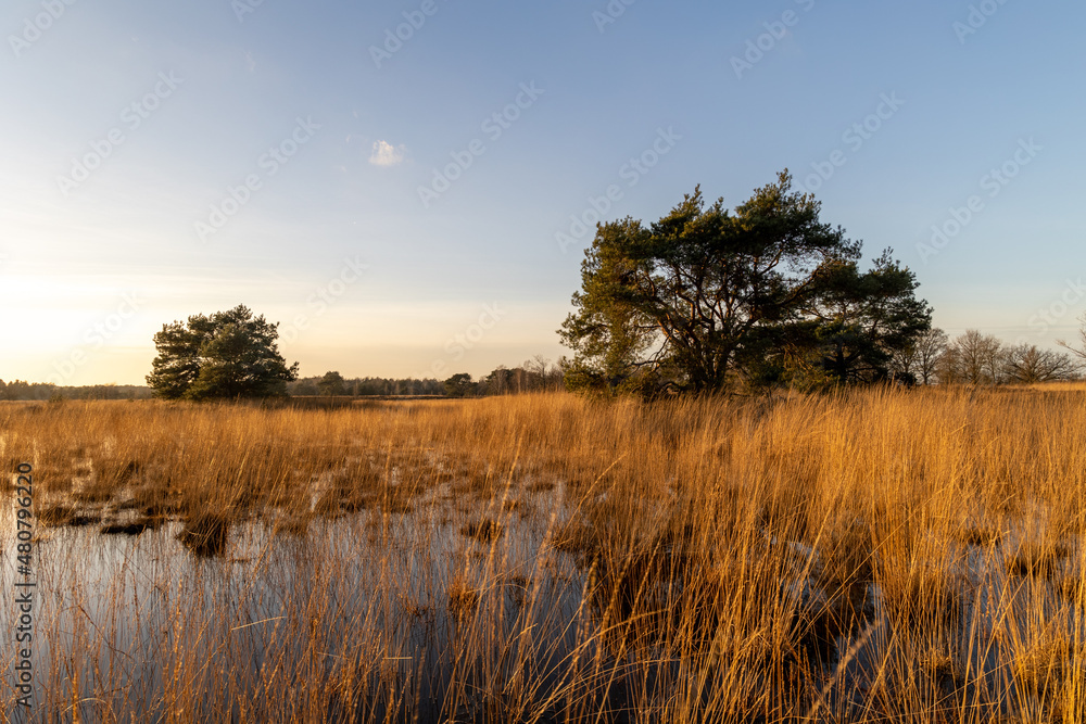 Sunset photo of the Oude Buisse Heide in The Netherlands. Maintained by Natuurmonumenten en it is divers area with heather, grass and pine trees.