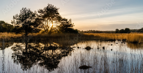 Sunset photo of the Oude Buisse Heide in The Netherlands. Maintained by Natuurmonumenten en it is divers area with heather, grass and pine trees.