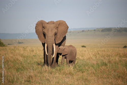 Balade d un   l  phant avec son petit. 