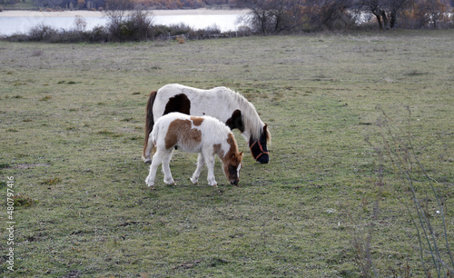 caballo pony con su madre pastando en la dehesa photo