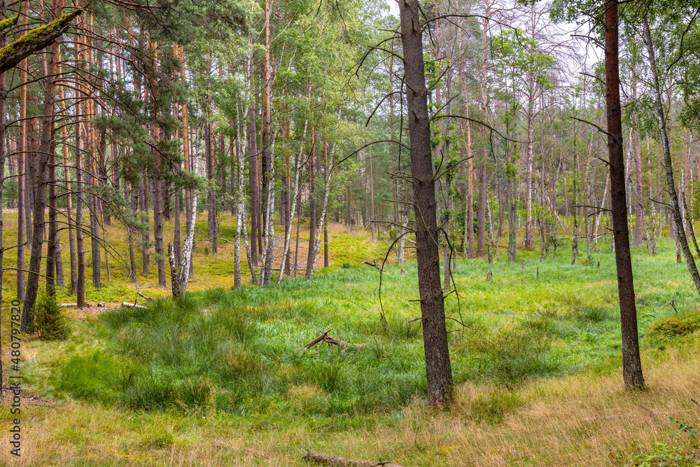 Obraz premium Bory Tucholskie Coniferous Forest wooded landscape with swampy undergrowth greenery near Chojnice in Pomerania region of Poland