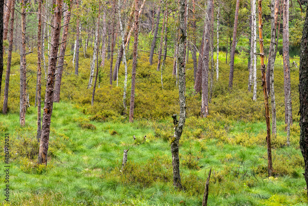 Obraz premium Bory Tucholskie Coniferous Forest wooded landscape with swampy undergrowth greenery near Chojnice in Pomerania region of Poland