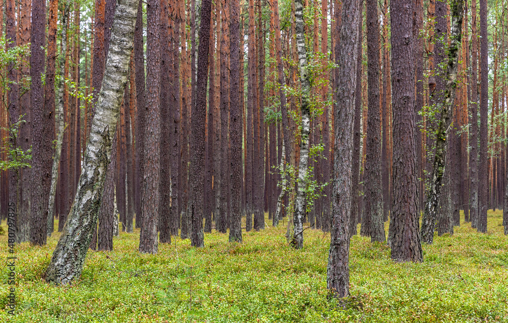 Bory Tucholskie Coniferous Forest wooded landscape with dry undergrowth greenery near Chojnice in Pomerania region of Poland - obrazy, fototapety, plakaty 