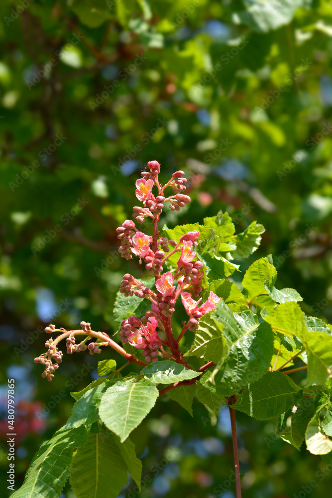 Red horse chestnut Red horse chestnut
