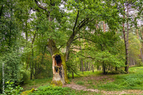 Natural tree monument Dab Bartus Oak, Quercus robur, in Bory Tucholskie Coniferous Forest near Chojnice in Pomerania region of Poland photo