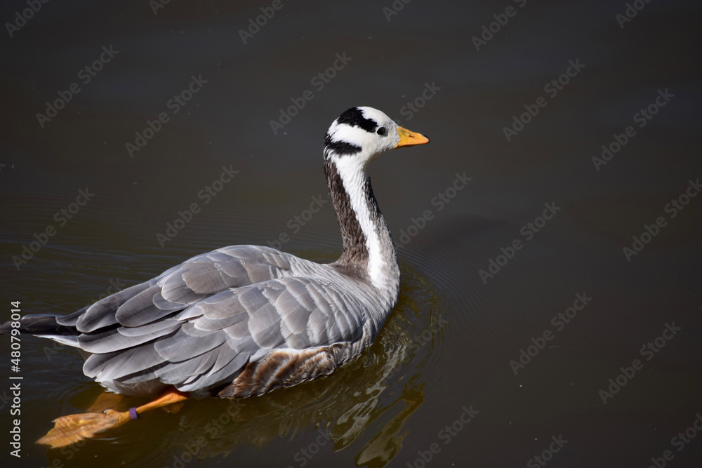 goose on a lake goose on a lake