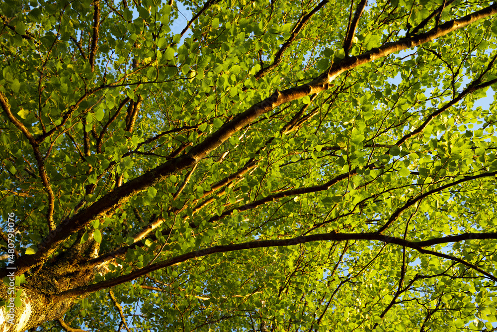 tree green leaves and branches against the sky on the nature tree green leaves and branches against the sky on the nature