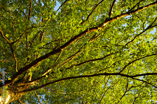 tree green leaves and branches against the sky on the nature © raland