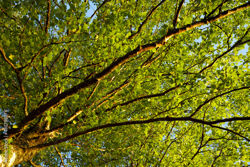 tree green leaves and branches against the sky on the nature