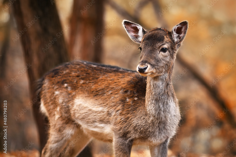 Young fawn European fallow deer in autumn forest Young fawn European fallow deer in autumn forest
