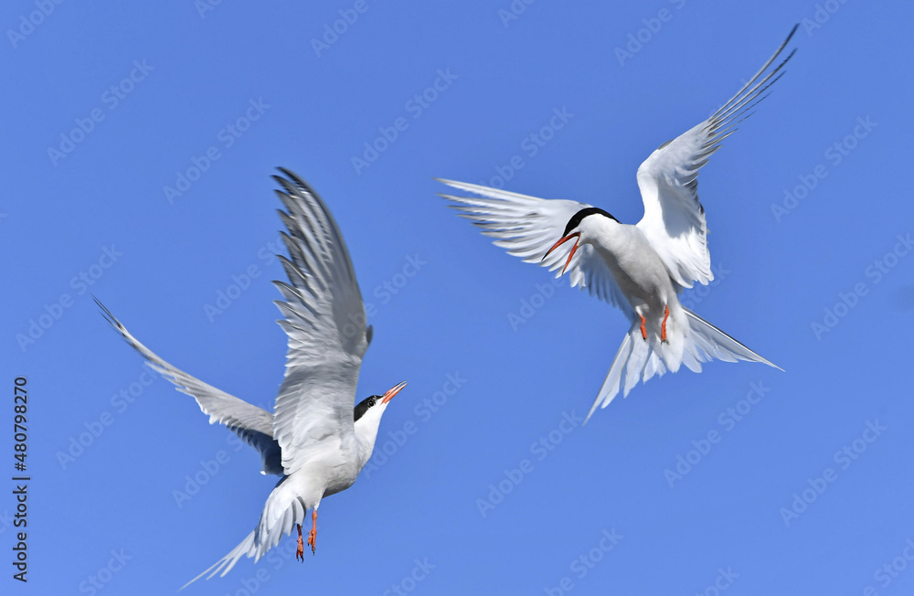 Common Terns interacting in flight. Adult common terns in flight on the blue sky background. Scientific name: Sterna hirundo. Ladoga Lake. Russia. Common Terns interacting in flight. Adult common terns in flight on the blue sky background. Scientific name: Sterna hirundo. Ladoga Lake. Russia.