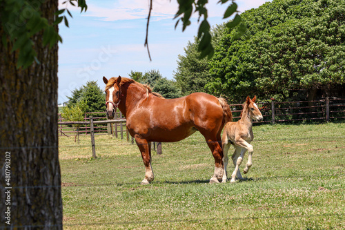 Schilderij op canvas Beautiful, sorrel Belgian draft mare with colt.